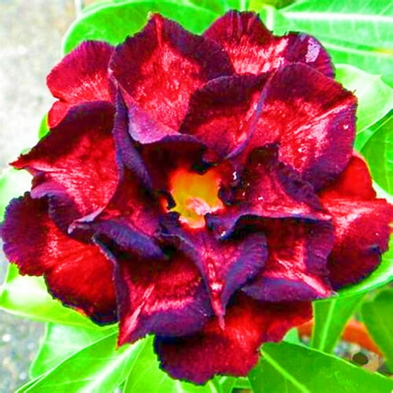 Desert Rose, Low Maintenance - Easy Grow - Ideal for Beds Borders, Plant Pots & Planters