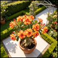 thumbnail image 1 of Desert Rose, Low Maintenance - Easy Grow - Ideal for Beds Borders, Plant Pots & Planters, 1 of 5