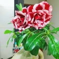 thumbnail image 1 of Desert Rose, Low Maintenance - Easy Grow - Ideal for Beds Borders, Plant Pots & Planters, 1 of 5