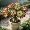 thumbnail image 1 of Desert Rose, Low Maintenance - Easy Grow - Ideal for Beds Borders, Plant Pots & Planters, 1 of 5