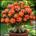 thumbnail image 1 of Desert Rose, Low Maintenance - Easy Grow - Ideal for Beds Borders, Plant Pots & Planters, 1 of 5