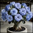 thumbnail image 1 of Desert Rose, Low Maintenance - Easy Grow - Ideal for Beds Borders, Plant Pots & Planters, 1 of 5