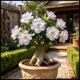 thumbnail image 1 of Desert Rose, Low Maintenance - Easy Grow - Ideal for Beds Borders, Plant Pots & Planters, 1 of 5