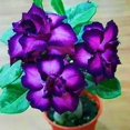 thumbnail image 1 of Desert Rose, Low Maintenance - Easy Grow - Ideal for Beds Borders, Plant Pots & Planters, 1 of 4