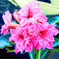 thumbnail image 1 of Desert Rose, Low Maintenance - Easy Grow - Ideal for Beds Borders, Plant Pots & Planters, 1 of 4