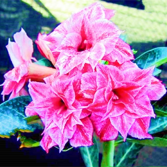 Desert Rose, Low Maintenance - Easy Grow - Ideal for Beds Borders, Plant Pots & Planters