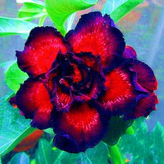 Desert Rose, Low Maintenance - Easy Grow - Ideal for Beds Borders, Plant Pots & Planters