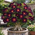thumbnail image 1 of Desert Rose-Low Maintenance-Ideal for Beds Borders, Plant Pots & Planters, 1 of 5