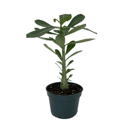 Desert Rose Plant - Adenium obesum - Natural Bonsai or House Plant - 4" Pot