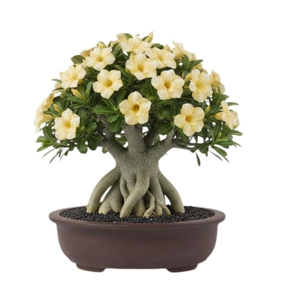 Desert Rose Plant Live, Adenium Bushes Well Rooted, Adenium Obesum Flowers Plant for Indoor Outdoor Garden, Flowering Succulent, 4-6 Inches Tall, No Pot (Yellow Desert Rose)