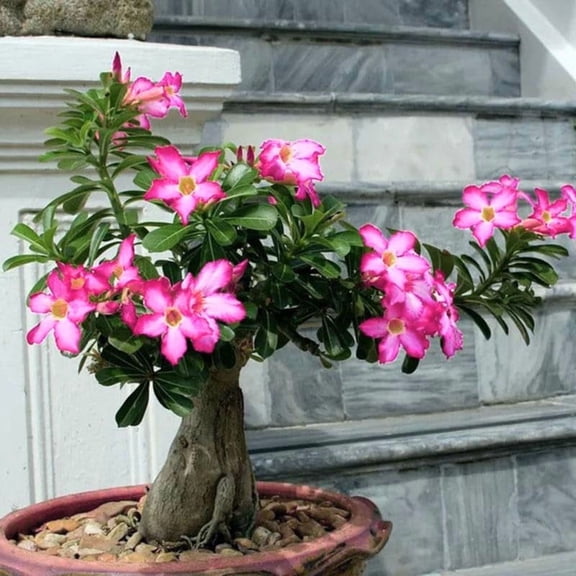 Desert Rose Plant Live, Adenium Desert Rose Plant Live, Perennial Flower Plants, 4 - 7 Inch Tall (Pink)