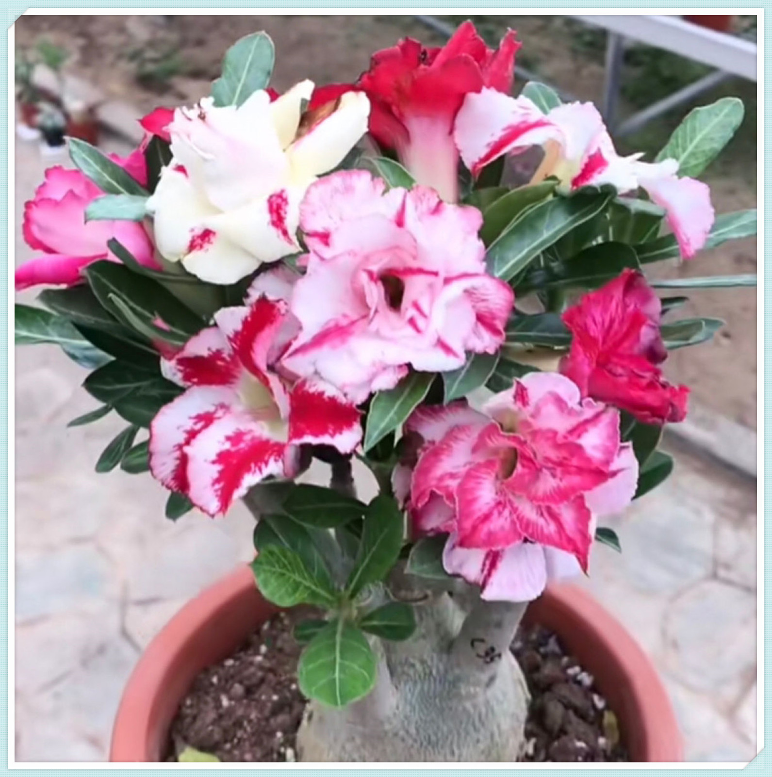 Desert Rose Plant Live , Desert Rose for Planting , Desert Rose Bulbs ...