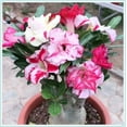 Desert Rose Plant Live , Desert Rose for Planting , Desert Rose Bulbs
