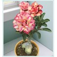 Desert Rose Plant Live , Desert Rose for Planting , Desert Rose Bulbs