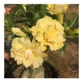 Desert Rose Plant Live, Double Yellow Desert Rose, Adenium Desert Rose Plant Live, Live Desert