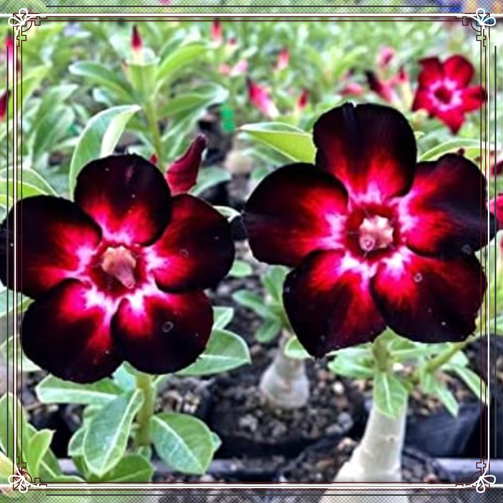 Desert Rose Plants For Sale Desert Rose Bulbs Desert Rose Roots Desert