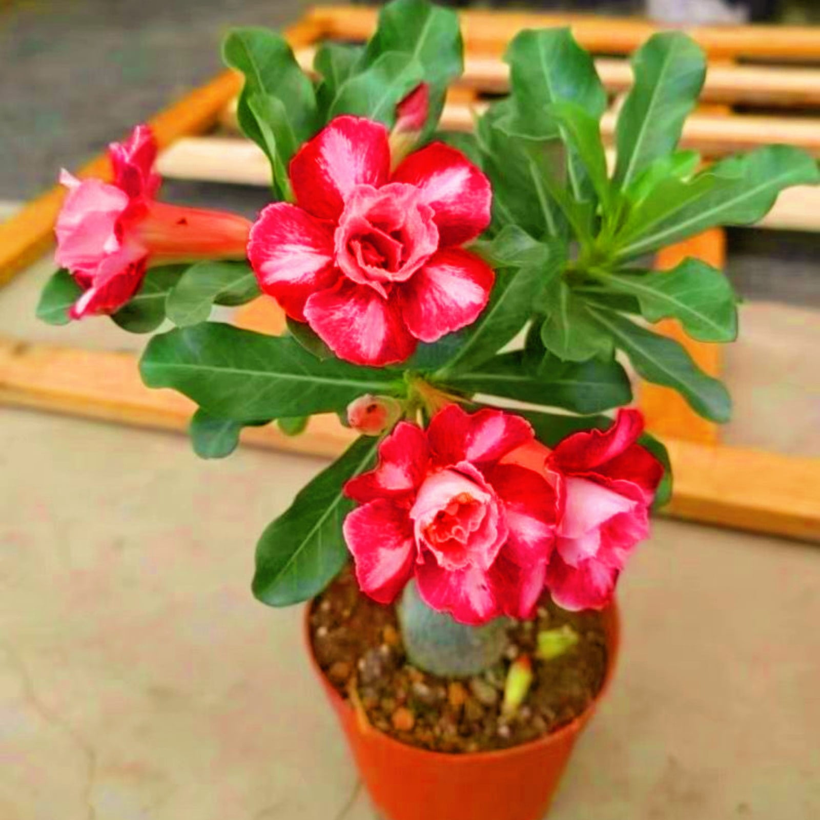 Desert Rose Plants For Sale Desert Rose Bulbs Desert Rose Roots Desert