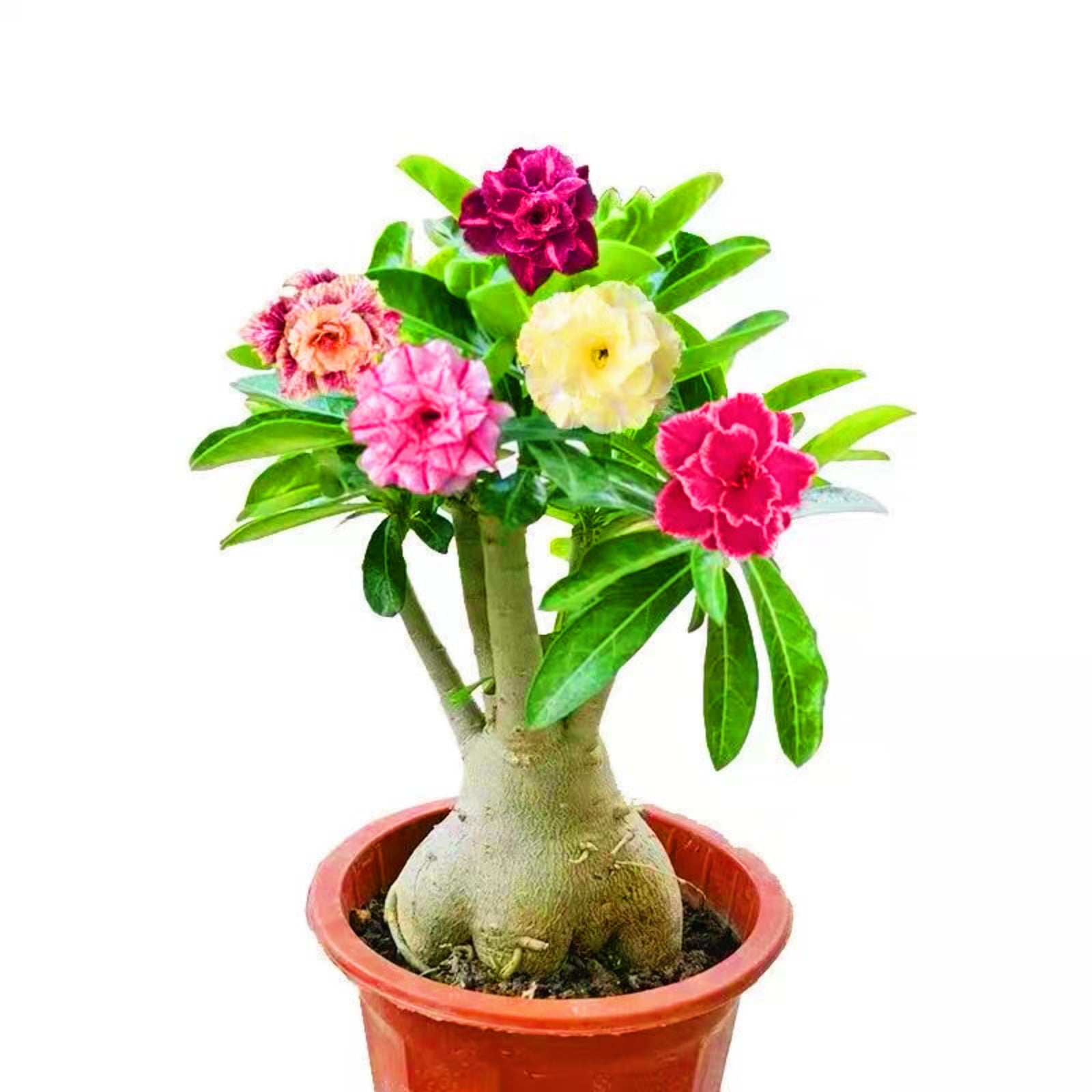 Desert Rose Plants For Sale Desert Rose Bulbs Desert Rose Roots Desert