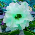 Desert Rose Plants For Sale Live,Adenium Desert Rose Plant,Herbaceous