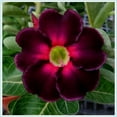 Desert Rose Plants For Sale Live,Adenium Desert Rose Plant,Herbaceous