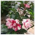 Desert Rose Plants For Sale Live,Adenium Desert Rose Plant,Desert Rose