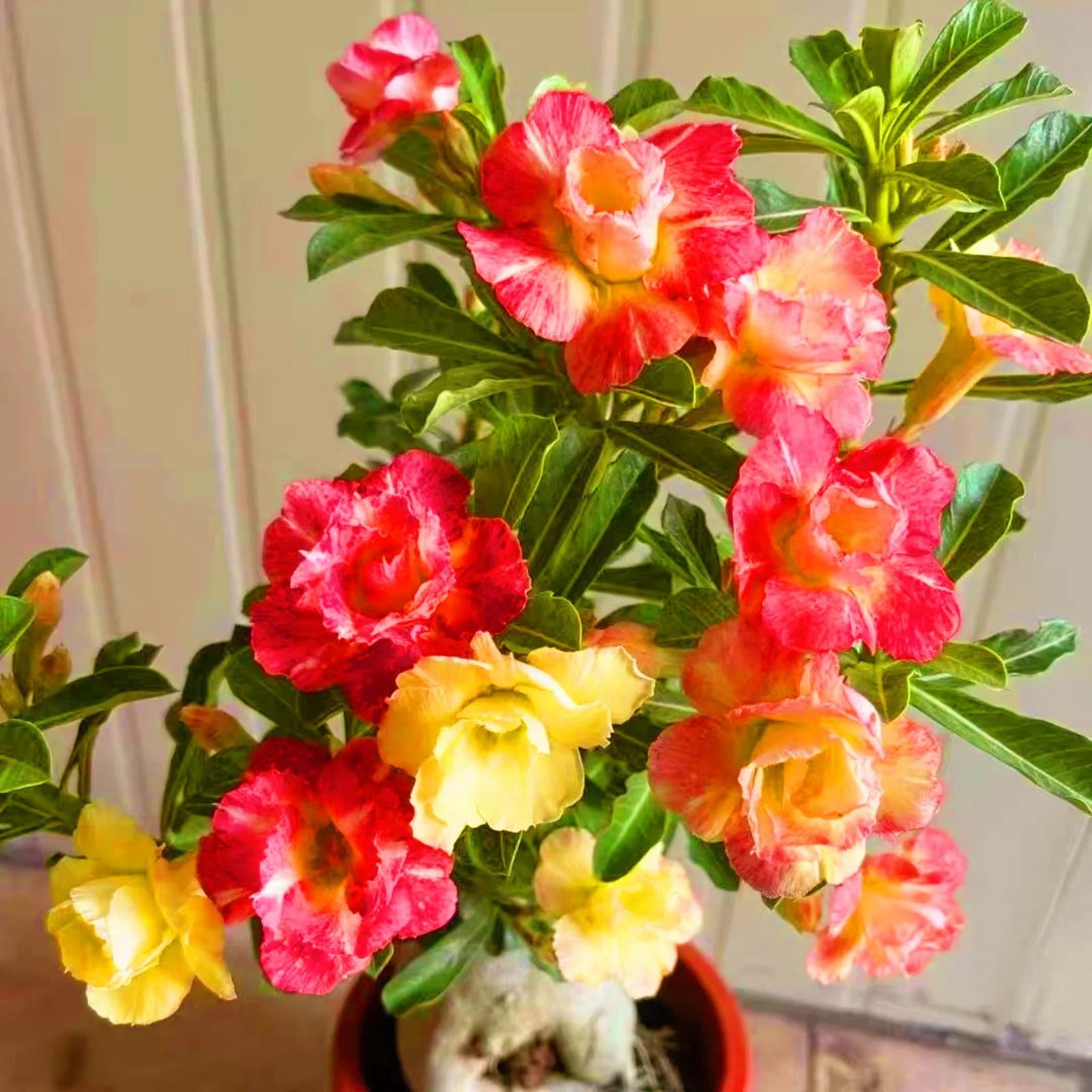 Desert Rose Plants For Sale Live,Beautify Environment,Desert Rose Bulbs