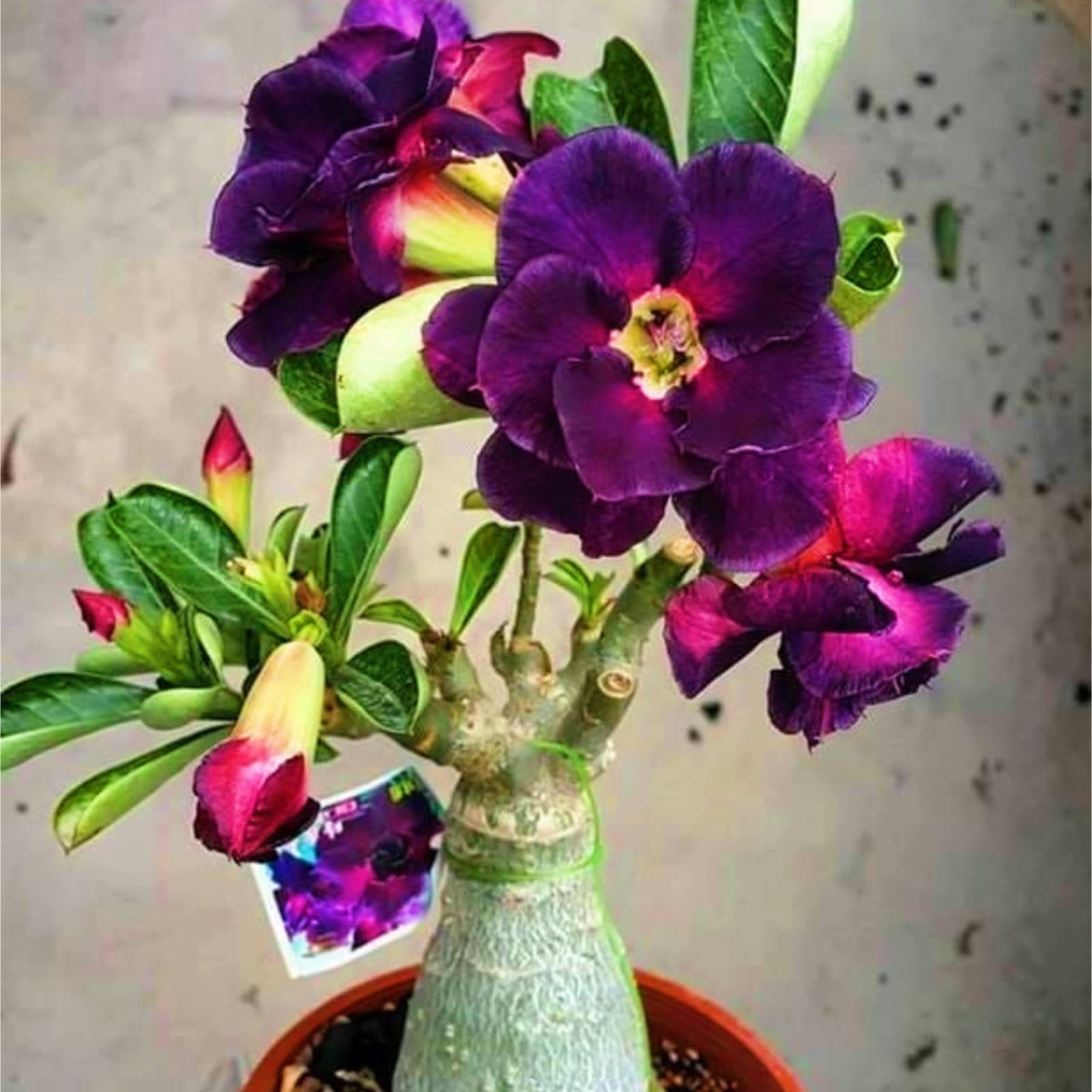 Desert Rose Plants For Sale Live,Beautify Environment,Desert Rose Bulbs