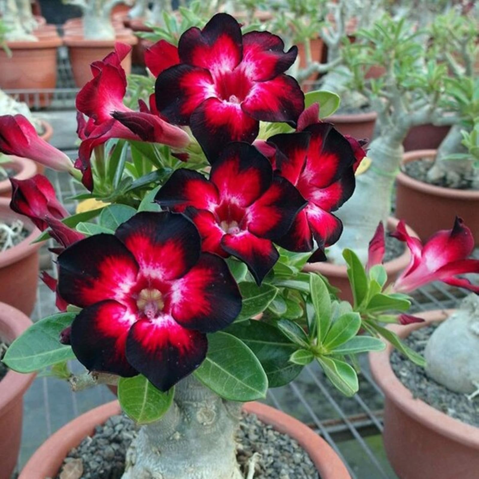 Desert Rose Plants For Sale Live,Beautify Environment,Desert Rose Bulbs