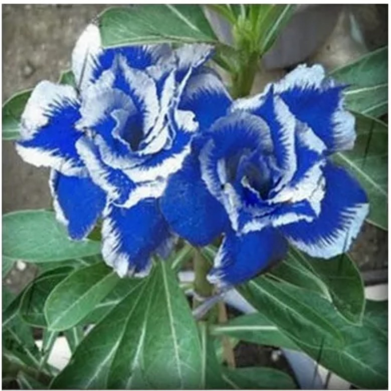 Desert Rose Plants For Sale Live,Beautify Environment,Desert Rose Bulbs