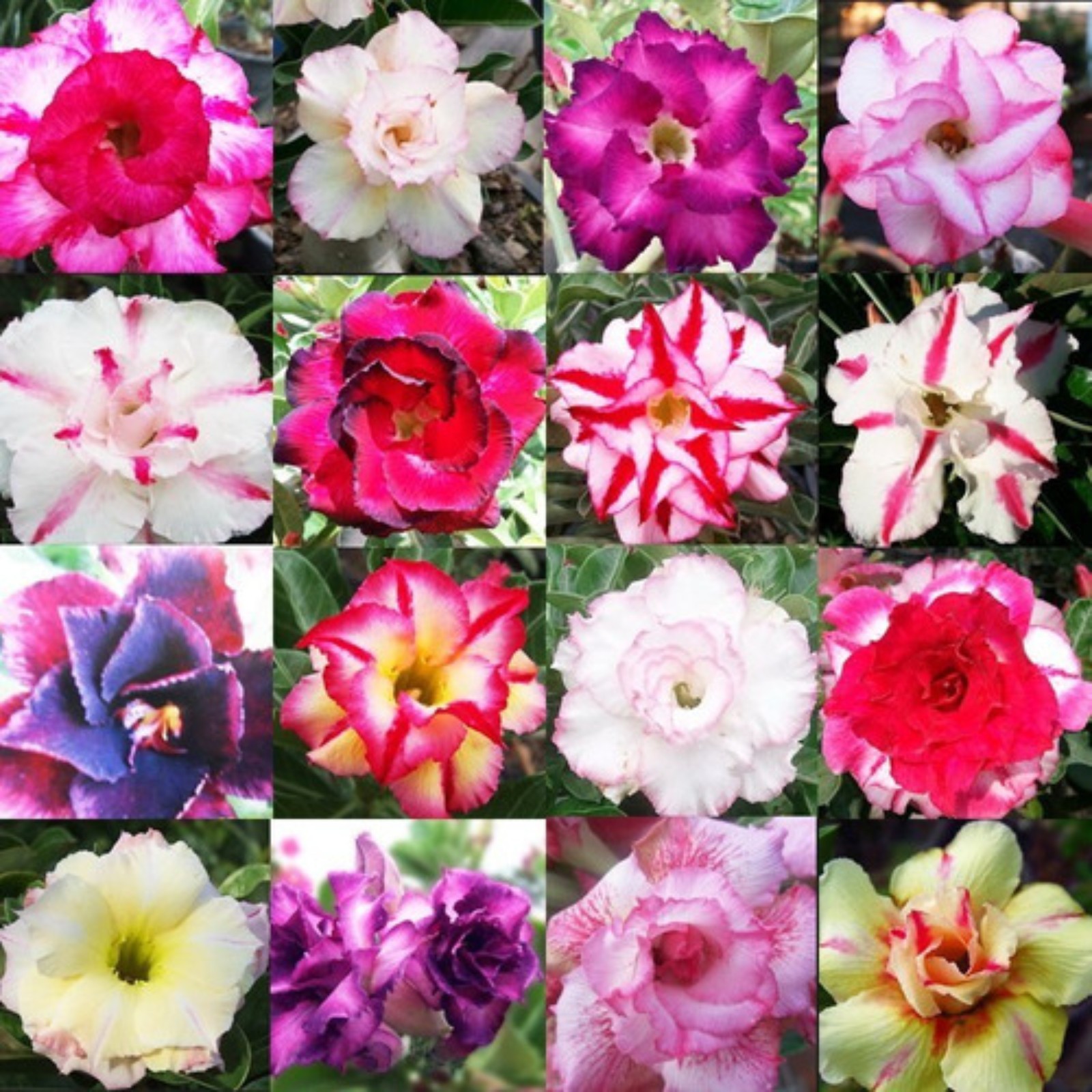 Desert Rose Plants For Sale Live,Desert Rose Bulbs For Sale,Beautify