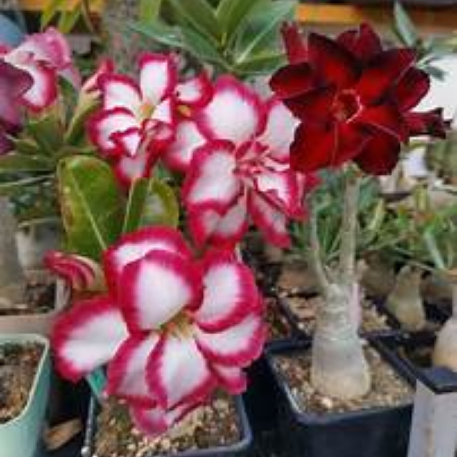 Desert Rose Plants For Sale Live,Desert Rose Bulbs For Sale,Beautify