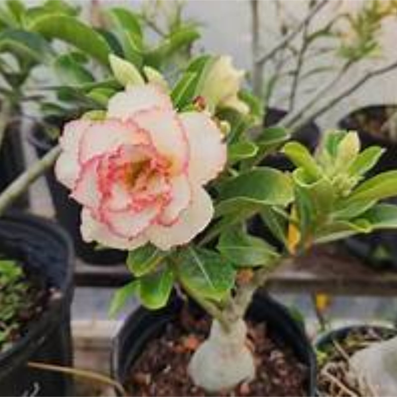 Desert Rose Plants For Sale Live,Desert Rose Bulbs For Sale,Beautify