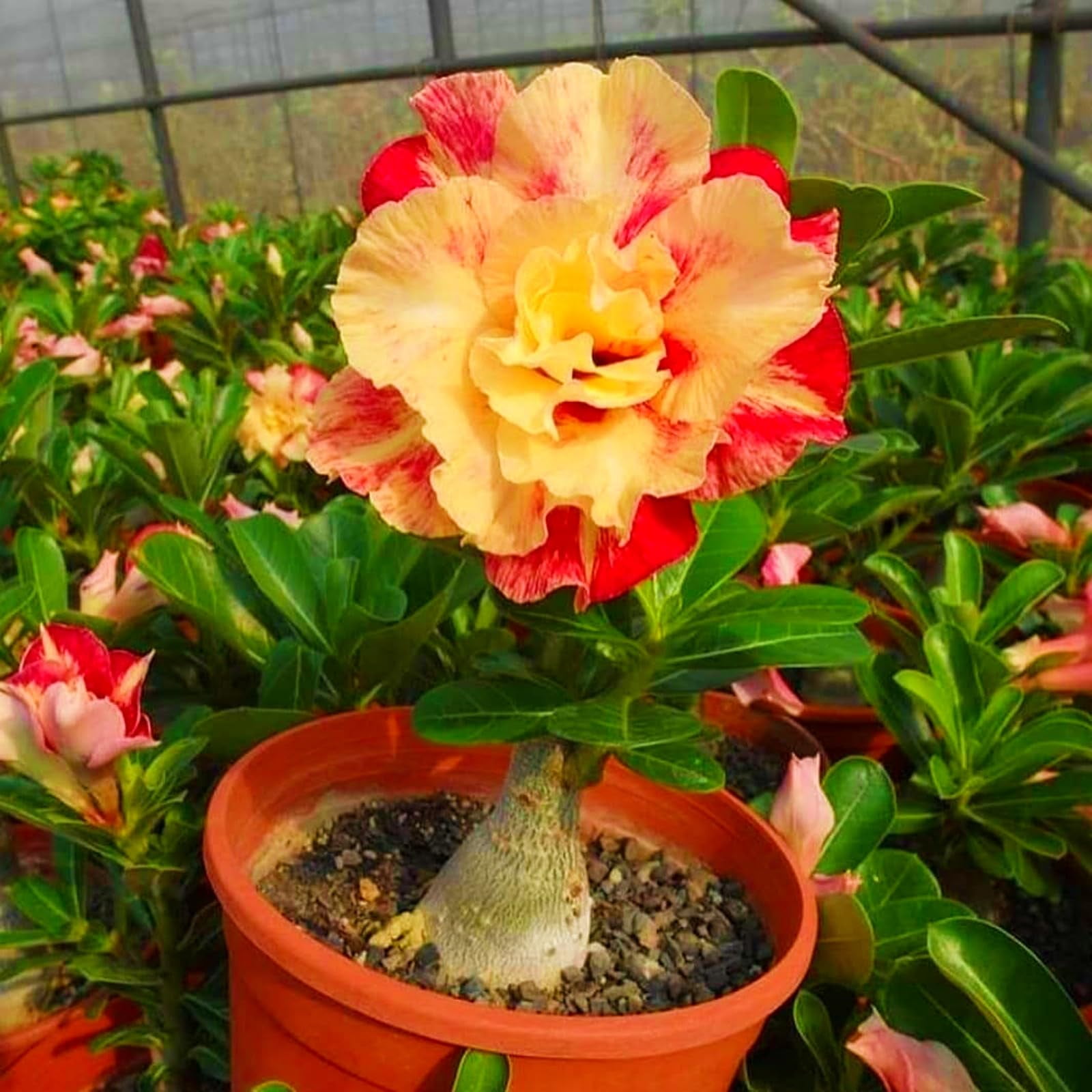 Desert Rose Plants For Sale Live,Desert Rose Bulbs For Sale,Beautify