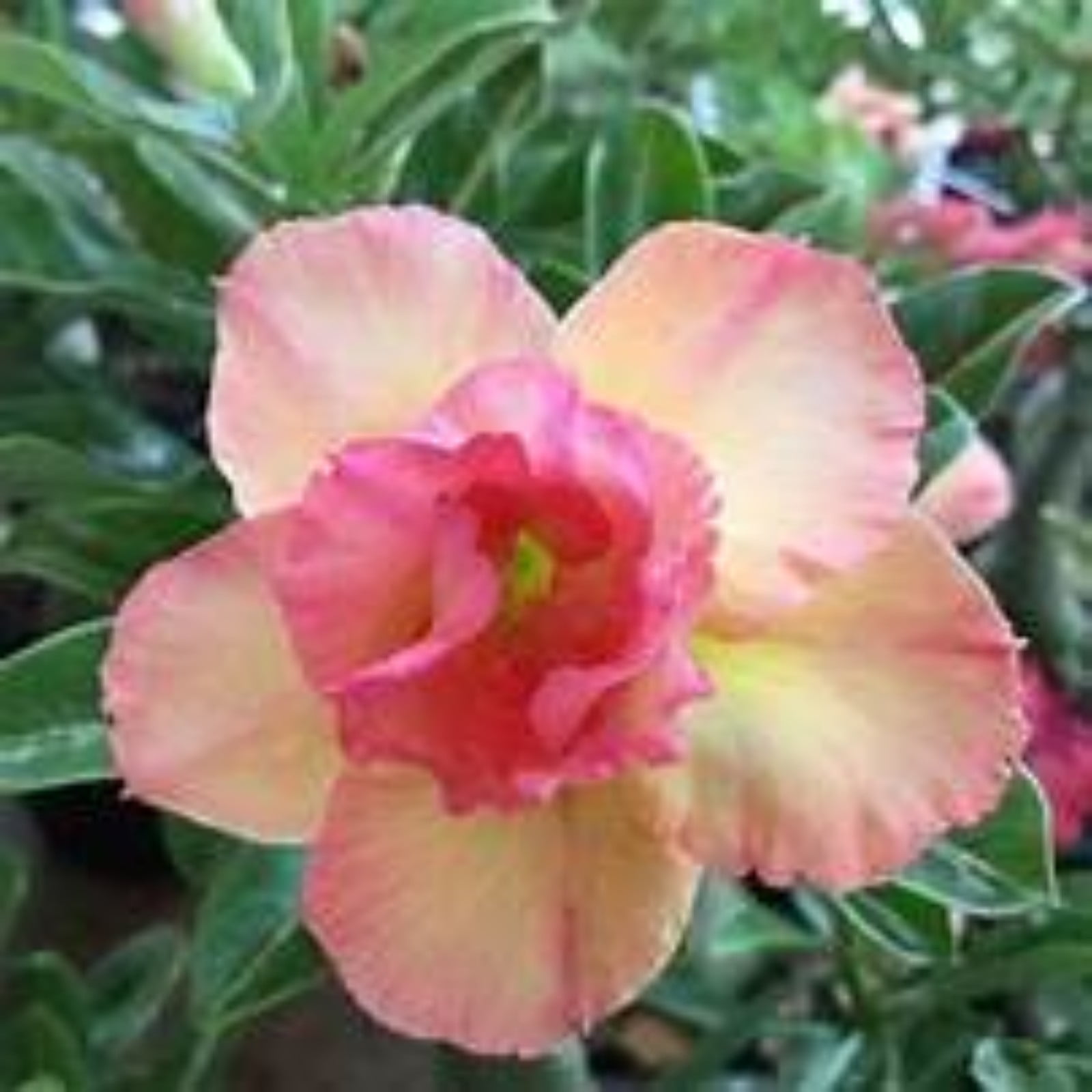Desert Rose Plants For Sale Live,Desert Rose Bulbs For Sale,Desert Rose
