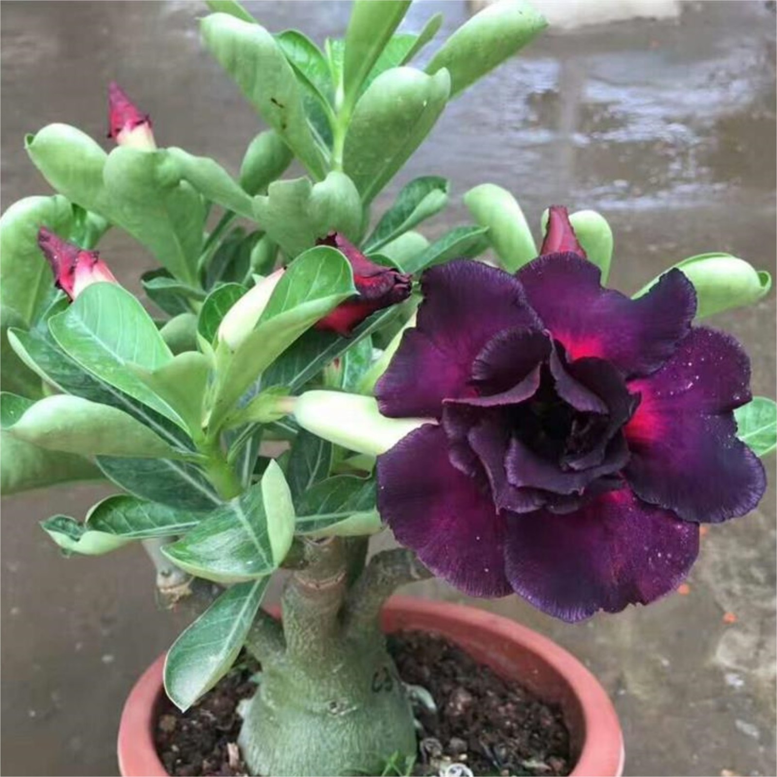 Desert Rose Plants For Sale Live,Herbaceous Perennials,Adenium Desert