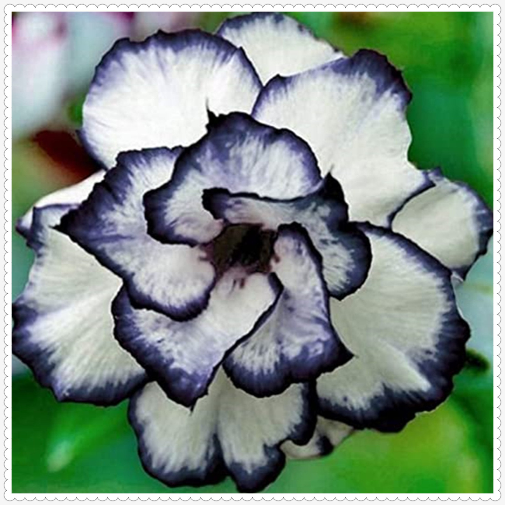 Desert Rose Plants For Sale Live,Herbaceous Perennials,Adenium Desert