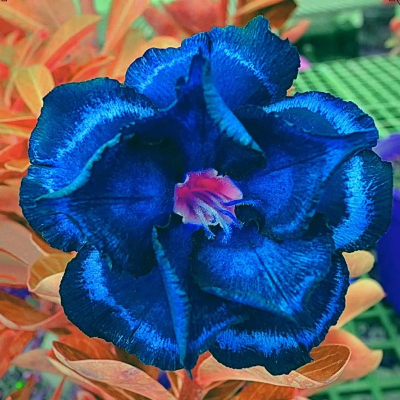 Desert Rose Plants For Sale Live,Herbaceous Perennials,Adenium Desert