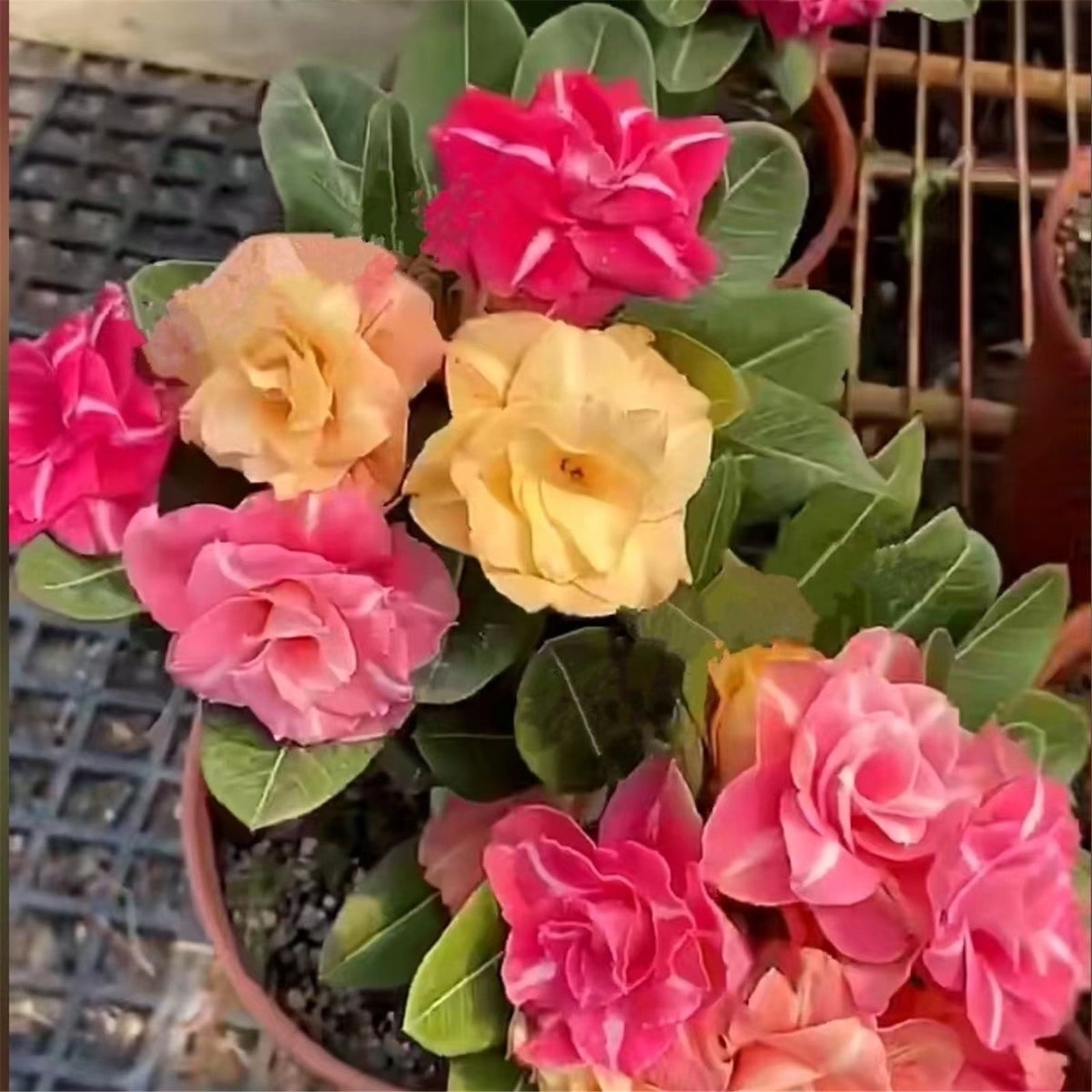 Desert Rose Plants For Sale Mixed Desert Rose Flower Plant Double