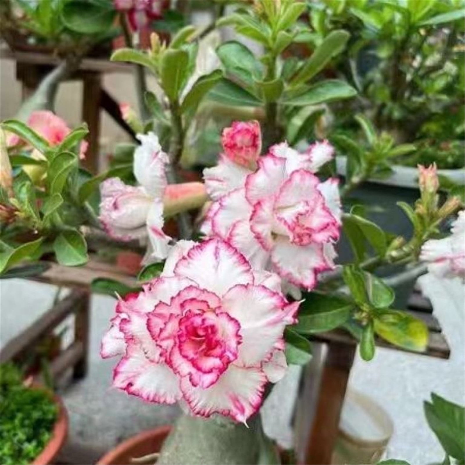 Desert Rose Plants For Sale Mixed Desert Rose Flower Plant Double