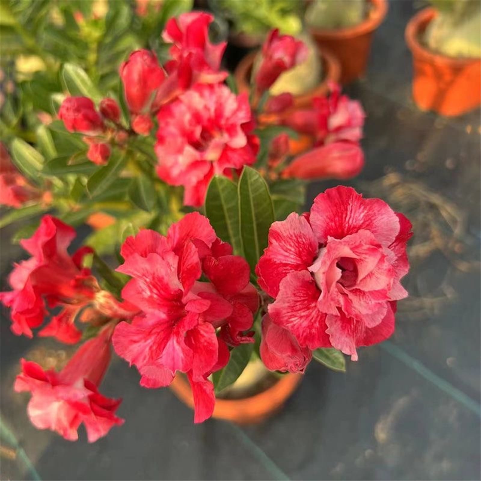 Desert Rose Plants For Sale Mixed Desert Rose Flower Plant Double