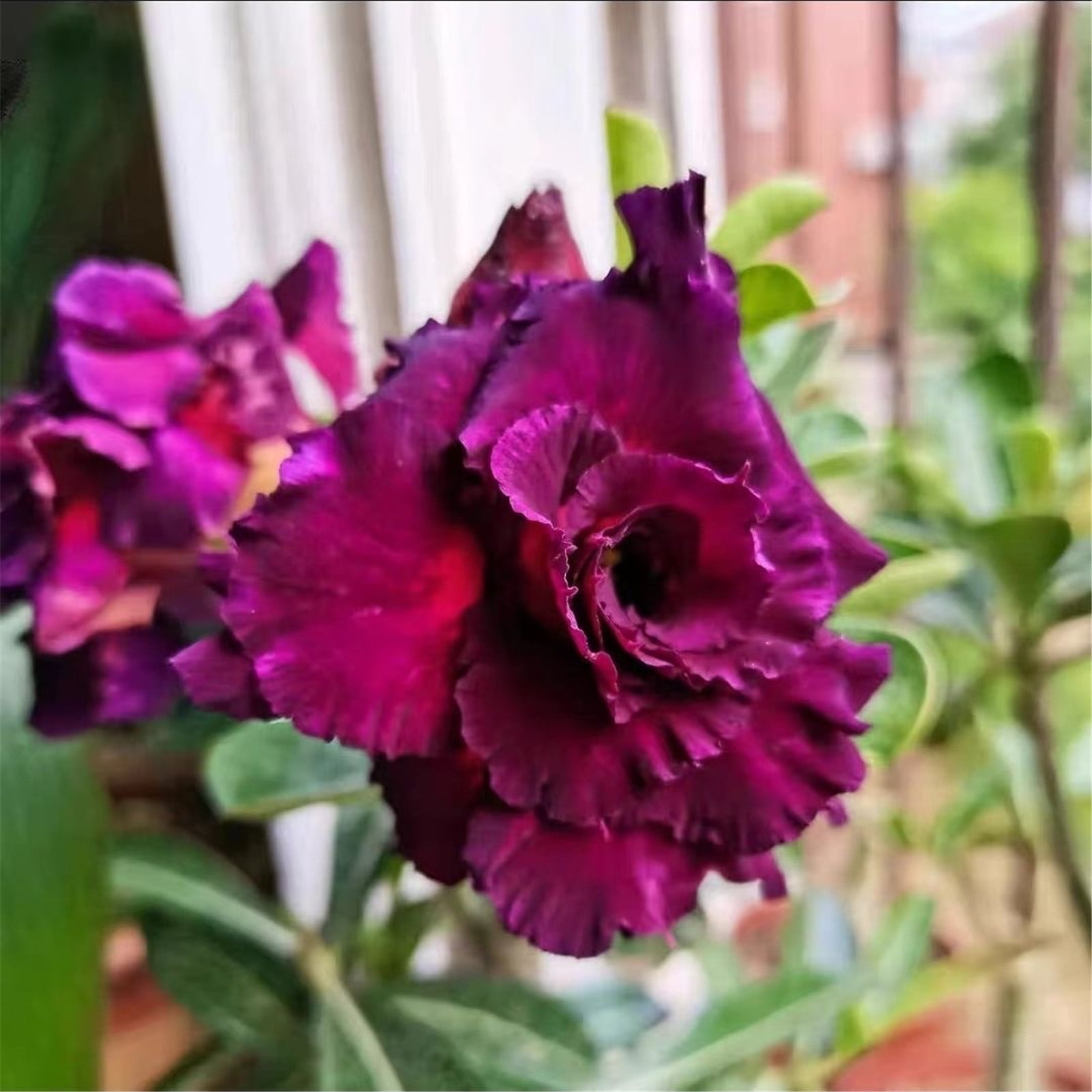 Desert Rose Plants For Sale Mixed Desert Rose Flower Plant Double