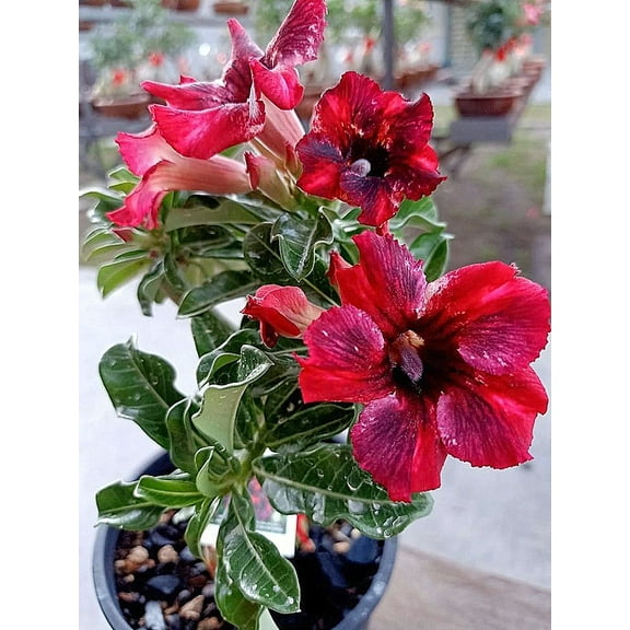 Desert Rose Pots to Grow Fall or Spring Indoor or Outdoor(Desert Rose for Planting) Continuously, Drought Tolerant,Desert Rose For Sale