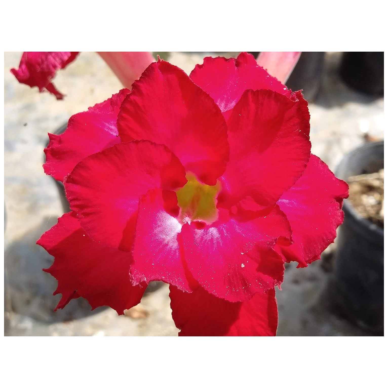 Desert Rose Seeds Mixed Colors Adenium Desert Rose 100 Pack Single and