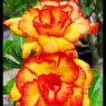thumbnail image 1 of Desert Rose, Shade Plant for Gardens-Easy Grow-Low Maintenance-Ideal for Beds Borders, Plant Pots & Planters, 1 of 4