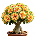 thumbnail image 1 of Desert Rose, Shade Plant for Gardens-Easy Grow-Low Maintenance-Ideal for Beds Borders, Plant Pots & Planters, 1 of 5