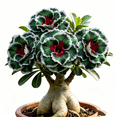 thumbnail image 1 of Desert Rose, Shade Plant for Gardens-Easy Grow-Low Maintenance-Ideal for Beds Borders, Plant Pots & Planters, 1 of 5