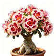 thumbnail image 1 of Desert Rose, Shade Plant for Gardens-Easy Grow-Low Maintenance-Ideal for Beds Borders, Plant Pots & Planters, 1 of 5