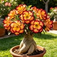 thumbnail image 1 of Desert Rose, Shade Plant for Gardens-Easy Grow-Low Maintenance-Ideal for Beds Borders, Plant Pots & Planters, 1 of 5