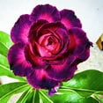 thumbnail image 1 of Desert Rose, Shade Plant for Gardens-Easy Grow-Low Maintenance-Ideal for Beds Borders, Plant Pots & Planters, 1 of 4