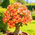 thumbnail image 1 of Desert Rose, Shade Plant for Gardens-Easy Grow-Low Maintenance-Ideal for Beds Borders, Plant Pots & Planters, 1 of 4